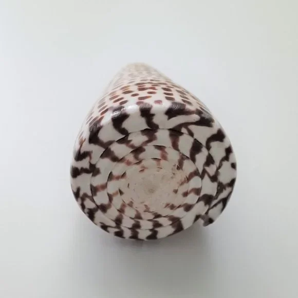 Lot of 14 Medium and Large Sea Shells 2.5" to 4" Cockle, Cowrie, Conch, Snail - Picture 5 of 14